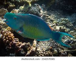 Image result for Scarus rubroviolaceus