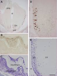 Attēlu rezultāti vaicājumam “Lampetra planeri”