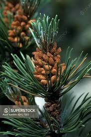 Attēlu rezultāti vaicājumam “Pinus mugo male flower”