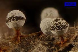 Attēlu rezultāti vaicājumam “Craterium leucocephalum macro”