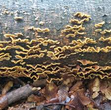 Attēlu rezultāti vaicājumam “Stereum hirsutum”