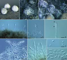 Attēlu rezultāti vaicājumam “Lasiosphaeria ovina”