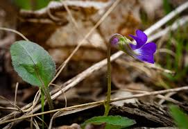 Attēlu rezultāti vaicājumam “Viola rupestris leaf”