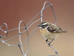 Attēlu rezultāti vaicājumam “Saxicola rubetra adult”