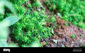 Attēlu rezultāti vaicājumam “Timmia megapolitana”