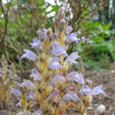 Attēlu rezultāti vaicājumam “Orobanche coerulescens flower”