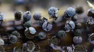 Attēlu rezultāti vaicājumam “Lamproderma violaceum spores”