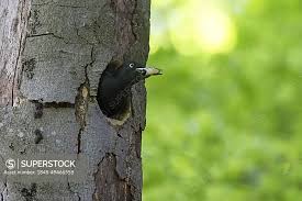 Attēlu rezultāti vaicājumam “Dryocopus martius nest”