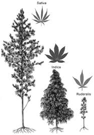 Attēlu rezultāti vaicājumam “Cannabaceae”