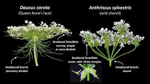 Attēlu rezultāti vaicājumam “Anthriscus sylvestris”