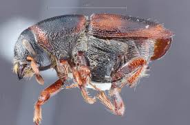 Attēlu rezultāti vaicājumam “Scolytus ratzeburgi”