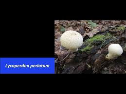 Attēlu rezultāti vaicājumam “Lycoperdon perlatum”