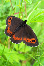 Attēlu rezultāti vaicājumam “Erebia ligea upperside”
