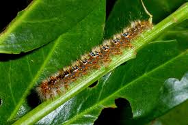 Attēlu rezultāti vaicājumam “Lasiocampa quercus imago”