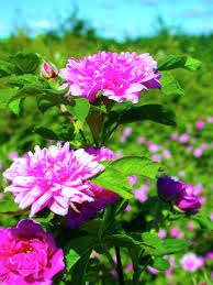 Attēlu rezultāti vaicājumam “Rosa majalis”