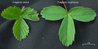 Attēlu rezultāti vaicājumam “Fragaria vesca leaf”
