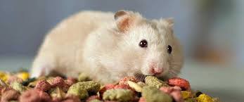 Image result for хомяк