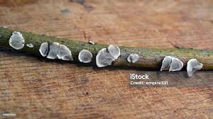 Attēlu rezultāti vaicājumam “Datronia mollis”