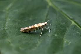 Attēlu rezultāti vaicājumam “Argyresthia goedartella”