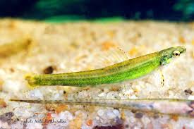 Attēlu rezultāti vaicājumam “Comatricha elegans stalked”