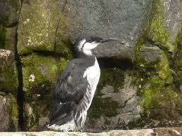 Image result for Uria aalge