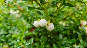 Attēlu rezultāti vaicājumam “Gaultheria cuneata”