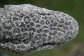 Image result for Poroderma pantherinum