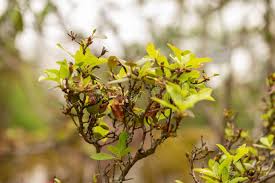 Attēlu rezultāti vaicājumam “Rhododendron sichotense”