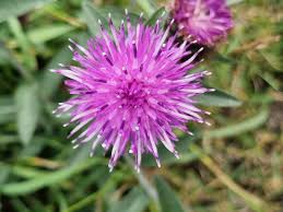 Attēlu rezultāti vaicājumam “Centaurea scabiosa fruit”