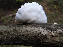 Attēlu rezultāti vaicājumam “Tyromyces chioneus”