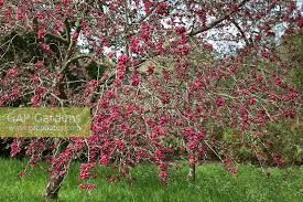 Attēlu rezultāti vaicājumam “Malus purpurea”