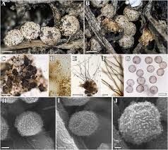 Attēlu rezultāti vaicājumam “Diderma tigrinum stalked”