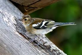 Attēlu rezultāti vaicājumam “Fringilla coelebs female”