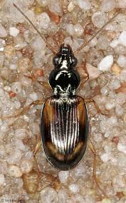 Attēlu rezultāti vaicājumam “Bembidion quadrimaculatum”