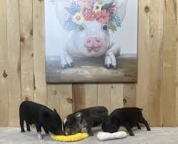 Attēlu rezultāti vaicājumam “Crex crex eggs”