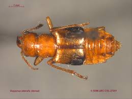 Attēlu rezultāti vaicājumam “Oxyporus”