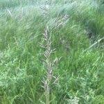 Attēlu rezultāti vaicājumam “Calamagrostis purpurea fruit”