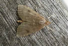 Attēlu rezultāti vaicājumam “Udea prunalis”