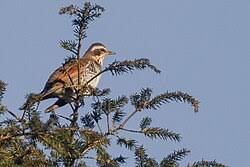 Image result for Turdus naumanni