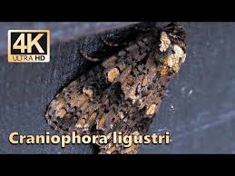 Attēlu rezultāti vaicājumam “Craniophora ligustri”