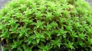 Attēlu rezultāti vaicājumam “Tortula truncata sporophyte”