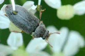 Attēlu rezultāti vaicājumam “Byturus tomentosus”