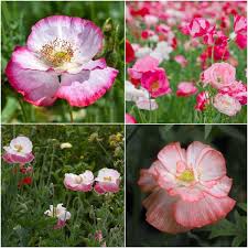 Image result for Papaver rhoeas 'Shirley'