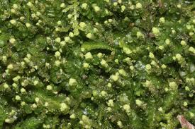 Attēlu rezultāti vaicājumam “Odontoschisma denudatum cells”