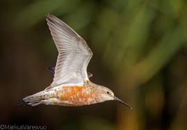 Image result for Calidris ferruginea