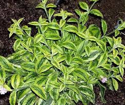 Attēlu rezultāti vaicājumam “Silene dioica leaf”