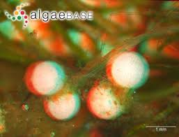 Attēlu rezultāti vaicājumam “Chara aspera”