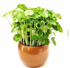 Attēlu rezultāti vaicājumam “Hydrocotyle vulgaris fruit”