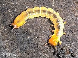 Attēlu rezultāti vaicājumam “Pyrochroidae larva”