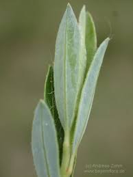 Attēlu rezultāti vaicājumam “Salix repens subsp. rosmarinifolia”